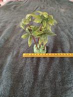 Aquarium decoratie - Palmboom - 10x9x14 cm, Ophalen of Verzenden