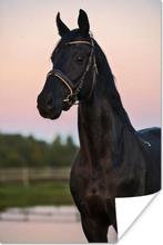 Lease paard gezocht, Dieren en Toebehoren, Ophalen of Verzenden