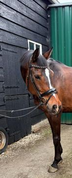 2 super fijn gereden paarden van 6 en 10 jaar, Dieren en Toebehoren, Paarden, Merrie, Dressuurpaard