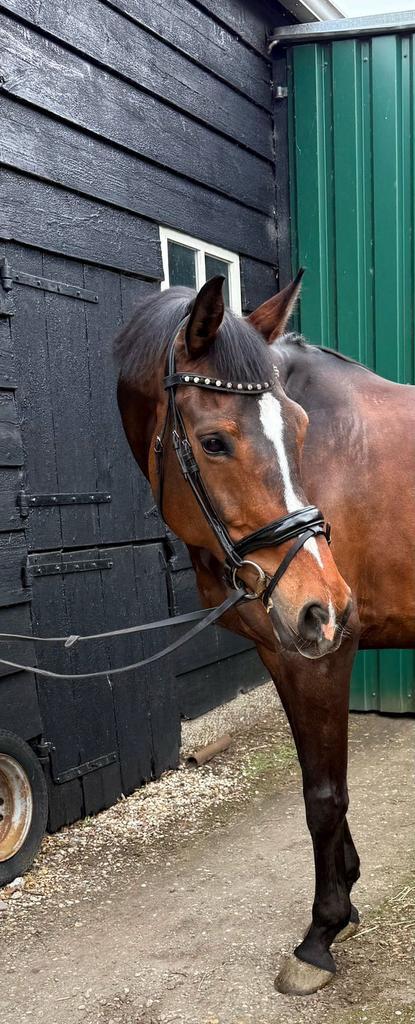 Super mooie merrie Dreamboy x Oscar, Dieren en Toebehoren, Paarden, Merrie, Dressuurpaard