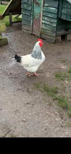 Sussex  Hanen, Mannelijk, Kip