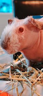 Skinny pigs ( naakt cavia s), Dieren en Toebehoren, Juni, Meerdere dieren, Cavia