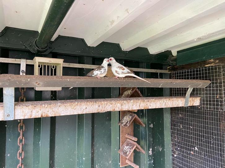 Bonte Diamantduifjes, Dieren en Toebehoren, Vogels | Duiven, Overige soorten, Meerdere dieren