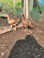 Koppel shamo, Dieren en Toebehoren, Pluimvee, Meerdere dieren, Kip