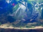 4x roodkopzalm / rummynose tetra, Dieren en Toebehoren, Vis