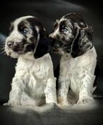 Engelse Cockerspaniel pups met stamboom, Dieren en Toebehoren, Honden | Retrievers, Spaniëls en Waterhonden, 8 tot 15 weken, CDV (hondenziekte)