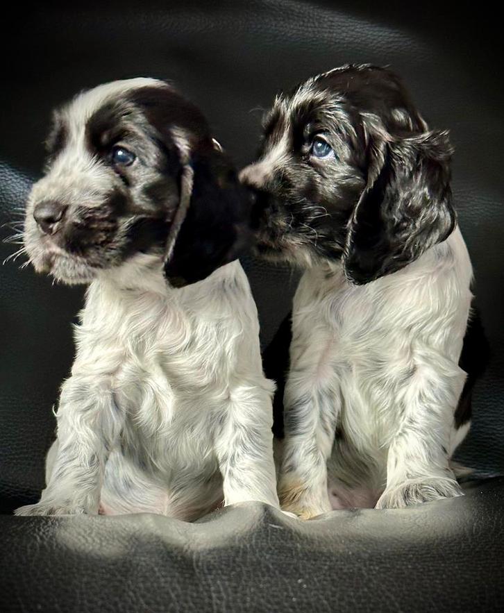 Engelse Cockerspaniel pups met stamboom, Dieren en Toebehoren, Honden | Retrievers, Spaniëls en Waterhonden, Meerdere dieren, Spaniël