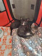 Ragdoll/maincoon kittens, Dieren en Toebehoren, Katten en Kittens | Overige Katten, Poes, Langharig, 0 tot 2 jaar