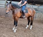 Grote brave 4 jr KWPN  ruin, 1.77  allround, familiepaard, 175 cm of meer, Gechipt, Ruin, Zadelmak