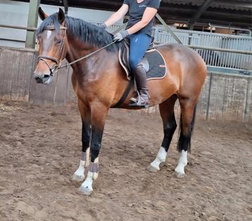 Grote brave 4 jr KWPN  ruin, 1.77  allround, familiepaard beschikbaar voor biedingen