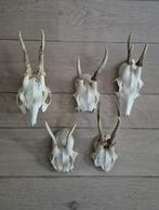 Opruiming 5 ree geweien samen €20 jacht mancave d37, Ophalen of Verzenden, Gebruikt, Hert, Gewei of Kop