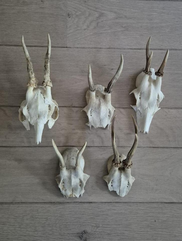 Opruiming 5 ree geweien samen €20 jacht mancave d37, Verzamelen, Dierenverzamelingen, Gebruikt, Gewei of Kop, Hert, Ophalen of Verzenden