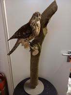 Opgezette vogel, Ophalen, Zo goed als nieuw, Vogel, Opgezet dier