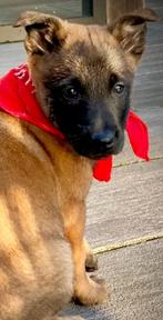 Mechelse herder pup reu met stamboom F.C.I, Dieren en Toebehoren, Honden | Herdershonden en Veedrijvers, Reu, CDV (hondenziekte)