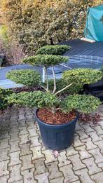 Bonsai verschillende maten (groenblijvend), Tuin en Terras, Planten | Bomen, Ophalen, Bloeit niet, Halfschaduw, Overige soorten