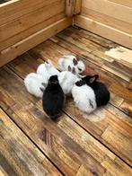 Baby konijntjes, Dieren en Toebehoren, Konijnen, Meerdere dieren, Klein, 0 tot 2 jaar