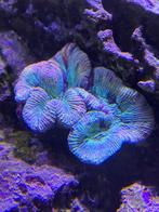trachyphyllia, Dieren en Toebehoren, Vissen | Aquariumvissen, Vis