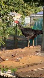 Shamo(jap), Dieren en Toebehoren, Vrouwelijk, Kip