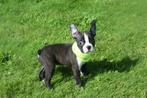 Boston terrier pup uit nest te kiezen, Rabiës (hondsdolheid), 15 weken tot 1 jaar, Overige rassen, Buitenland