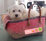 Mooie Sociale Maltezer pups, België, Maltezer, Particulier, 15 weken tot 1 jaar