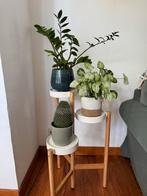 Kamerplanten in pot - Set van 3, Ophalen, Minder dan 100 cm, In pot, Cactus