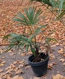 Winterharde Palm Trachycarpus Fortunei, Tuin en Terras, Planten | Tuinplanten, Vaste plant, Overige soorten, Volle zon, Bloeit niet
