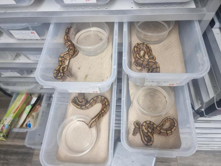 Koningspython ballpython