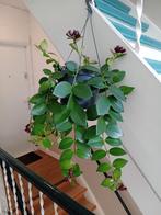 Hangpplant 50cm lippenstiftplant (bloemen nog in knop, Ophalen, Overige soorten, Halfschaduw, In pot