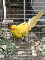 Kakarikis, Vrouwelijk, Parkiet