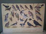 Oude schoolplaat Vogels bij ons huis, Ophalen, Natuur en Biologie
