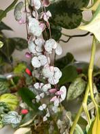 String of hearts variegata (ceropegia woodii), verse stek, Huis en Inrichting, Kamerplanten, Ophalen of Verzenden, Overige soorten