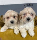 Maltipoo pups, Dieren en Toebehoren, Honden | Chihuahua's en Gezelschapshonden, Nederland, Overige rassen, 8 tot 15 weken, Meerdere