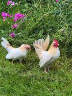 haantje serama, Dieren en Toebehoren, Pluimvee