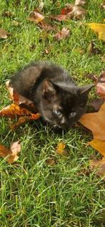 Boerderijkittens, Dieren en Toebehoren, Katten en Kittens | Overige Katten, Kater, Kortharig, 0 tot 2 jaar