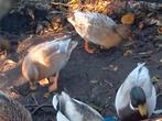 1 koppel kwakers, Dieren en Toebehoren, Pluimvee, Meerdere dieren, Eend