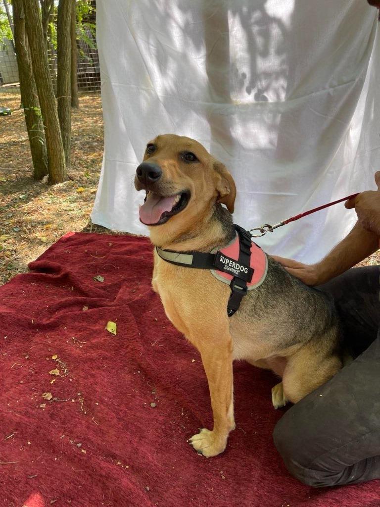 Tara is een ontzettend lief, schattig meisje., Dieren en Toebehoren, Honden | Niet-rashonden, Middel, Teef, Particulier, Eén hond