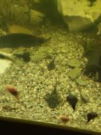 Ancistrus algeneters baby's, Dieren en Toebehoren, Vissen | Aquariumvissen