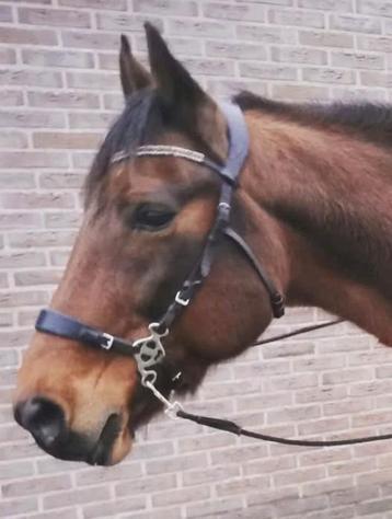 Bitloos hoofdstel (hackamore scharen), maat full beschikbaar voor biedingen