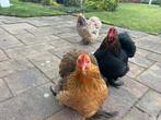 3 cochins, Dieren en Toebehoren, Pluimvee, Vrouwelijk, Kip