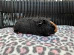 Jonge cavia beertjes van 5 a 6 weekjes jong, Dieren en Toebehoren, Knaagdieren, Cavia, Mannelijk, Mei, Tam