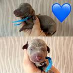 Zeer mooie dwergteckel pups, isabella/tan piebald, België, Fokker | Hobbymatig, Rabiës (hondsdolheid), 8 tot 15 weken