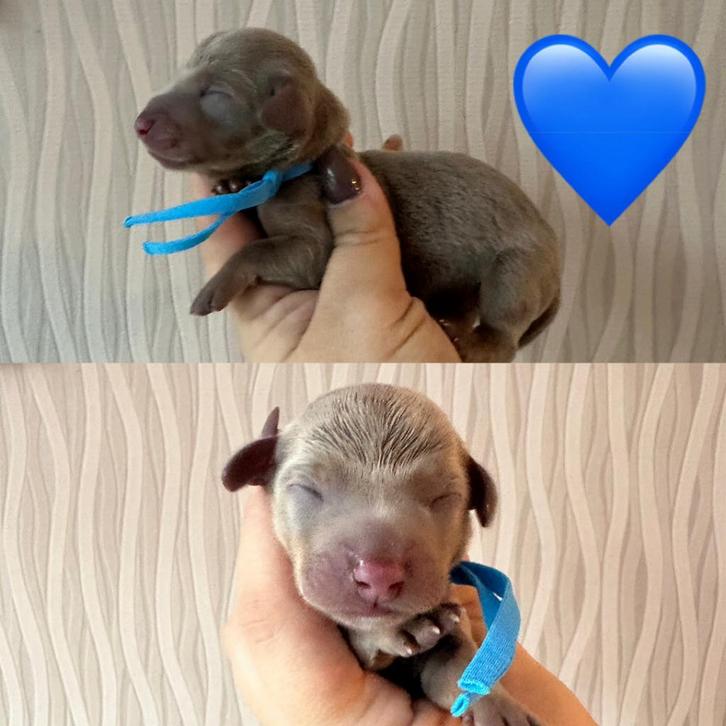 Zeer mooie dwergteckel pups, isabella/tan piebald, Dieren en Toebehoren, Honden | Teckels en Dashonden, Meerdere dieren, Korthaar