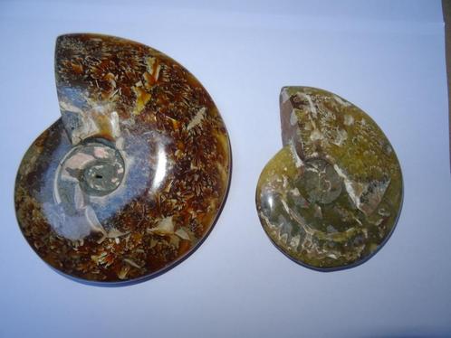 2 Stuks Ammoniet cleoniceras,  Aioloceras besairiei., Verzamelen, Mineralen en Fossielen, Fossiel, Ophalen of Verzenden