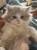 Brits langhaar belgie, Dieren en Toebehoren, Katten en Kittens | Raskatten | Langhaar, Poes, Gechipt, 0 tot 2 jaar