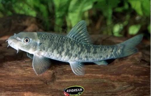 Doktersvis - Garra Rufa - Koidreams Valburg, Dieren en Toebehoren, Vissen | Aquariumvissen, Zoetwatervis, Vis, Schoolvis