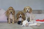 Prachtige Raszuivere Engelse Cocker Spaniël pups, Nederland, CDV (hondenziekte), 8 tot 15 weken, Meerdere