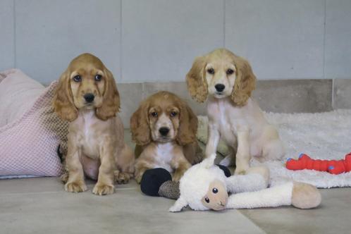 Prachtige Raszuivere Engelse Cocker Spaniël pups, Dieren en Toebehoren, Honden | Retrievers, Spaniëls en Waterhonden, Meerdere dieren