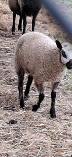 Schappen ooi en ram, Dieren en Toebehoren, Schapen, Geiten en Varkens, Meerdere dieren, Schaap