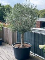 Olijfboom in pot - 200 cm hoog, Tuin en Terras, Planten | Bomen, 100 tot 250 cm, Olijfboom, Ophalen, Volle zon