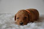 Te koop labradoodle pups, Dieren en Toebehoren, Parvo, 8 tot 15 weken, Meerdere, Meerdere dieren
